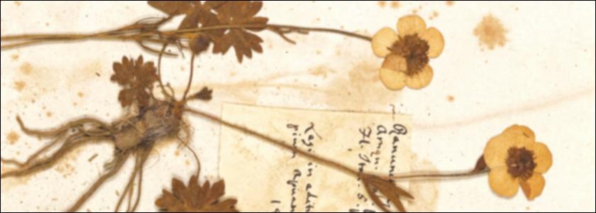 Hortus Siccus Florae Italicae