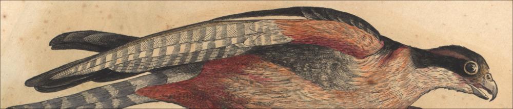Ulisse Aldrovandi